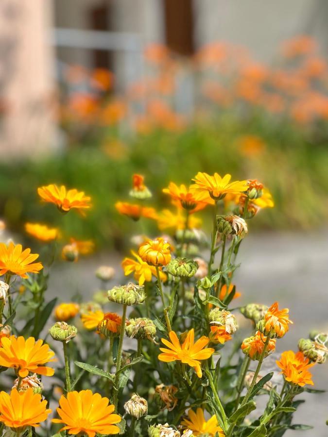 Garden House بودفا المظهر الخارجي الصورة