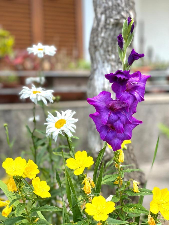 Garden House بودفا المظهر الخارجي الصورة